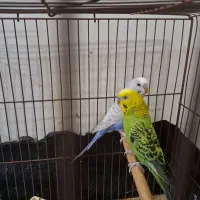 مرغ عشق جفت