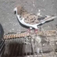 خوشرنگ هفرنگ