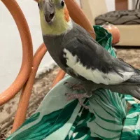 عروس هلندی گم شده