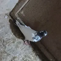 یه جفت تهرانی قشنگ و ب شرط پرشو بازی