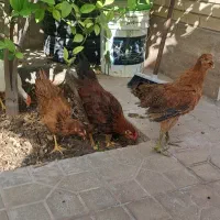 مرغ و خروس