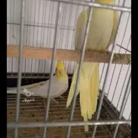 قوغازفروش ومعاوضه