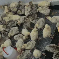 جوجه بوقلمون محلی هفت روزه