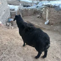 63000000|حیوانات مزرعه|زنجانرود, |دیوار