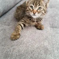 واگذاری بچه گربه دوست داشتنی دو ماهه
