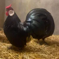 مرغ و خروس تزیینی