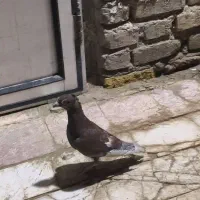 کفتر نر مینا سرخ