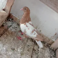 ماده شتری زرد دم سفید