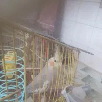 عروس هلندی