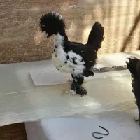 جوجه سلطان