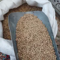 عدس درشت پلویی پولکی نخود برنج شکر لوبیا روغن ذرت