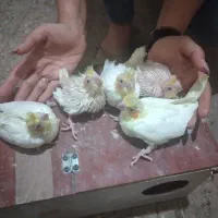 طوطی عروس