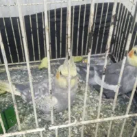 عروس پاریس با قفس