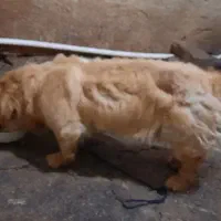 واگزاری سگ نژاد دارخوندگی