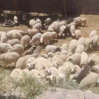 قصاب گاو گوسفند شتر