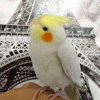 جوجه عروس هلندی فوق دستی