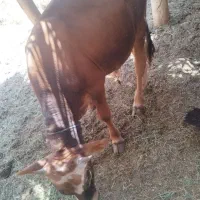گوساله نر