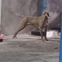 پیت بول