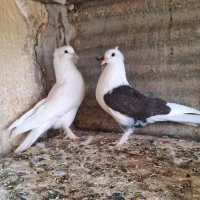 کفتر  ۶ تا جوجه کاکولی پرپا ‌