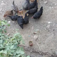 مرغ و خروس