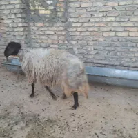 گوسفند|حیوانات مزرعه|معصومیه, |دیوار