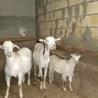فروش توشتیر