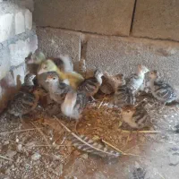 جوجه بوقلمون و غاز