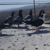 کبوتر کفتر ماده