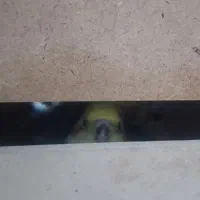 عروس هلندی مولد با جوجه
