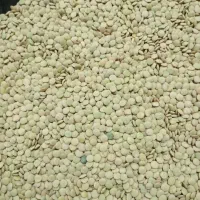 فروش عدس محلی و تر وتمیز 200کیلو.. بوجاری شده