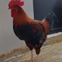 خروس