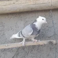 ماده شازده سبز عروسک