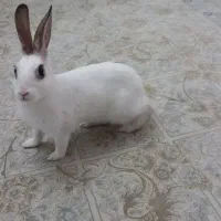 فروش خرگوش ۴ ماهه ماده سرحال و سالم