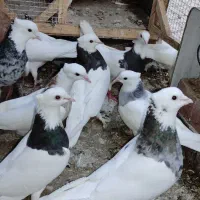 طوقی درجه یک نسل کرمانشاهی