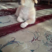 فروش توله ی ۵ ماهه