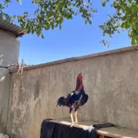 خروس لاری