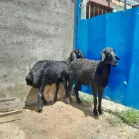 شیشک‌‌ماده‌قره‌قزل