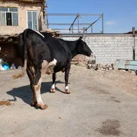 تلیسه سوپر گاو