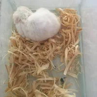 همستر همراه با شیشه