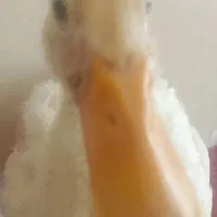 جوجه اردک بازیگوش
