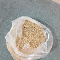 گندم دیم امامزاده جعفر