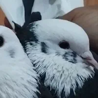 کفتر ابلق تهرانی،قاره دم سفید