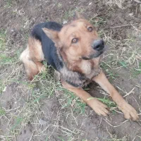 سک ژرمن ماده. معاوضه هم دارم