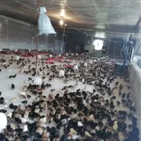 جوجه محلی 7 روزه واکسینه