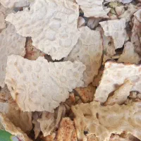 نان خشک