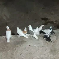 عشق|پرنده|مرند, |دیوار