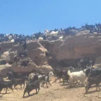 فروش بز بزغاله درجه یک