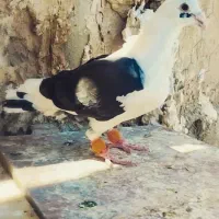 کویتی سیاه فر