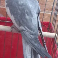 عروس هلندی ، قفسش ، جا دونی ، جا آبی