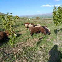 کاور نر،بره پاییزه جهت پروار بندی و تعدادی کشتار